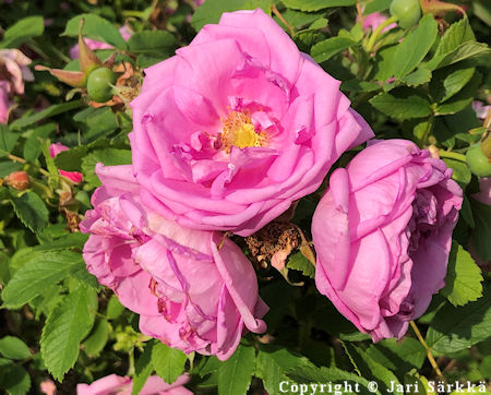 Rosa Rugosa-Ryhm 'Wasagaming', tarhakurtturuusu